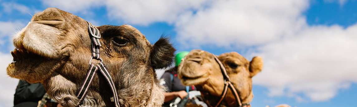 Camel Treks 